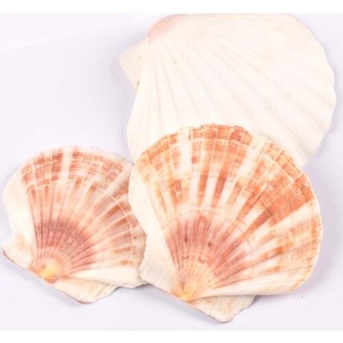 About 11cm Natural Sector Shells For Home Decoration Accessories Seashell Handmade Craft Nautical Wedding Art Brach Decor tr0401