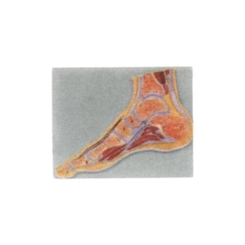 Profile model of the foot joint natural size for Teaching use free shipping