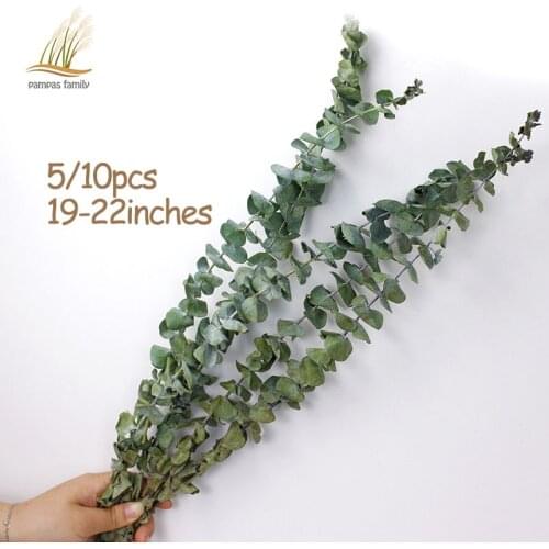 Natural Dried Flowers eucalyptus branches large size Fresh Eucalyptus Leaf forever flowers immortal flowers Decor Home party