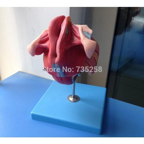 Female Genital Organs, Female Reproductive Organ Structure Model