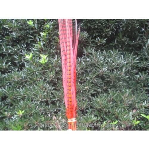 Wholesale 50 / lot beautiful orange pheasant feathers 20-22 inches / 50-55 cm free shipping