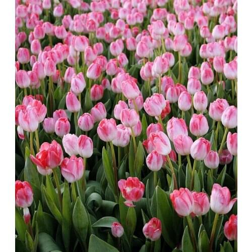 JMINE Div 5D pink tulips flower Full Diamond Painting cross stitch kits art High Quality Floral 3D paint by diamonds
