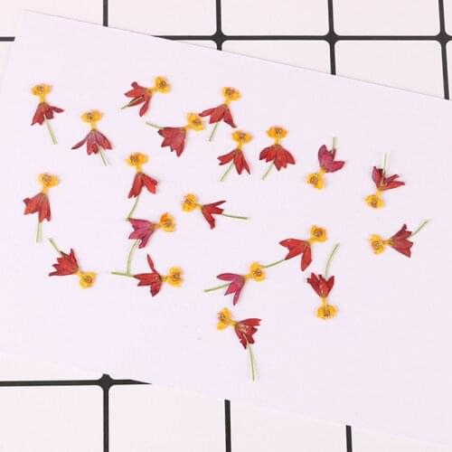 40pcs,Pressed real Flower Petals,Nature Dancing Flower for DIY Craft Phone Bookmark Gift Card,Flores secas Jewelry Facial Decor
