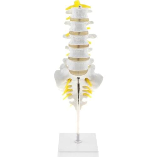 1:1 Human 5 Lumbar Vertebrae with Sacrum and Coccyx Medical Anatomical Model