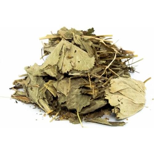 Ladys mantles Alchemilla Vulgaris 50 gr-400gr Free Shipping