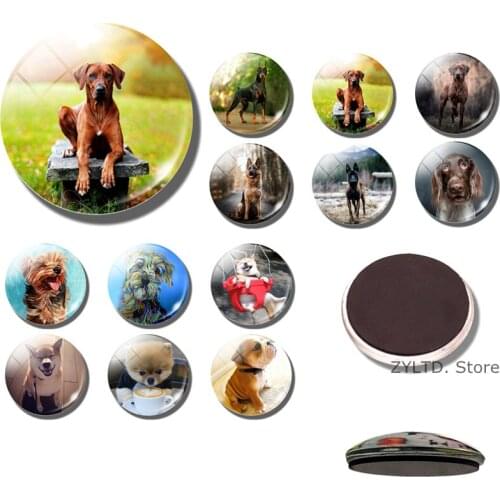 Dog fridge magnet 30MM glass Cabochon Cute Animal Refrigerator Magnets Sticker Memo Message message board Home decor Accessories