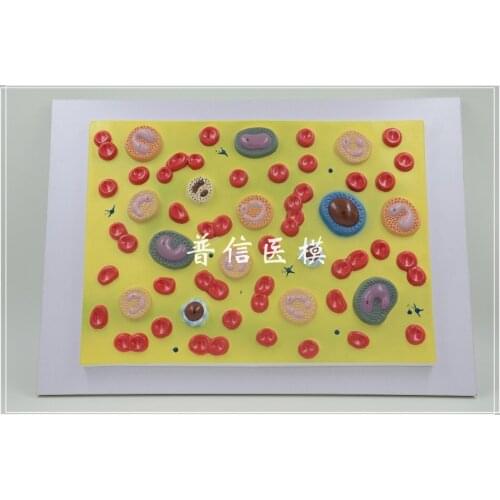 Free shipping&Blood cell model, red blood cells, white blood cells, biology teaching, human anatomy model, medical display