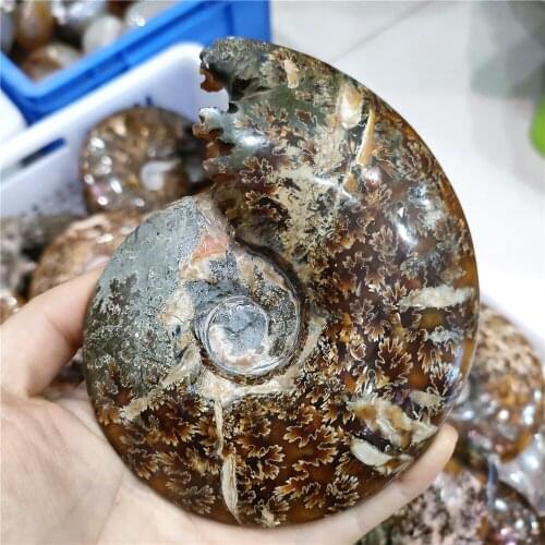10cm Big size RARE Iridescent AMMONITE Stone reiki gifts