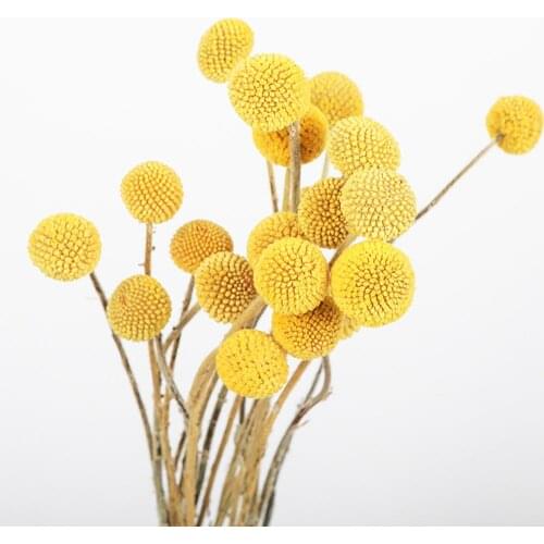 30 pcs Dried Flower Craspedia Billy Balls Wedding Bouquet Flower Branch Home Decoration Christmas Wreath DIY