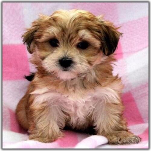 Diy Diamond Painting Cross Stitch Baby Dog Sitting On The Bed Needlework Diamond Embroidery Full Round Mosaic Decoration Resin