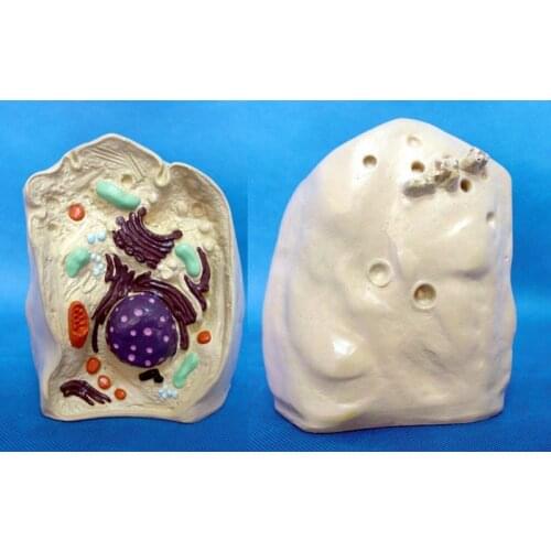 4D Animal Cell Nuclear Amplification Model Organelles Cell Microstructure Animal Cell Anatomical Model Medical Science Education