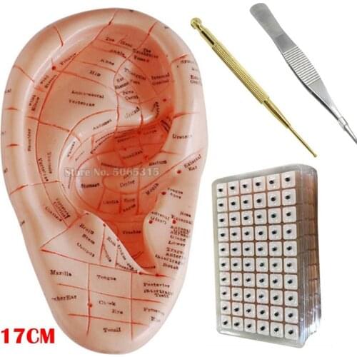 English version Ear acupuncture earpins model auricular application model Acupuncture Therapy Ear Seeds Sticker Vaccaria 17cm