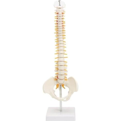 45cm human spine with pelvic model Human Anatomical Anatomy skeleton supplies and equipment Medical spinal column models