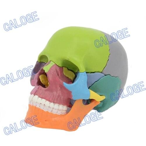 Free shipp& The Color ful skull model, 4D skull anatomy model, medical teaching model, art sculpture dental model