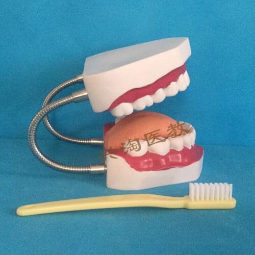 Big size mouth teeth model children oral teaching brushing tooth model educational equipment