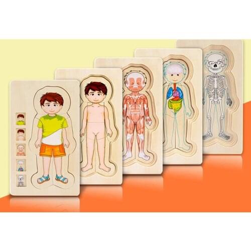 Wooden Montessori Educational Toys Boys Girls Human Body Structure Five Layers Puzzle Preschool Children Tangram Jigsaw Board