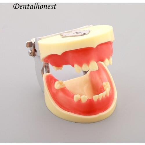 Dentl Implant Practice Model Dental Teeth Models M2002