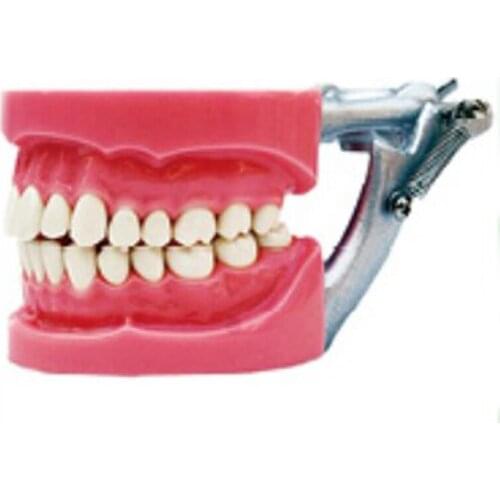HST-A6 Standard Dental Tooth Model 32pcs Teeth Hard Gum Screw Fixed DP Articulator