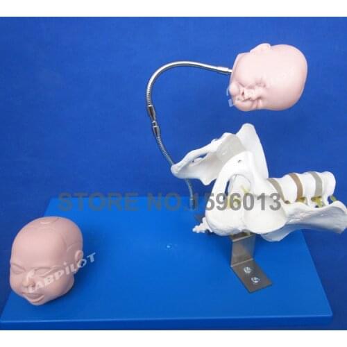 Pelvis with Fetal Heads Model, Midwifery Teaching Model,Childbirth Model