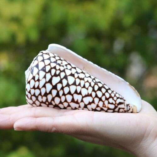 Aquarium Scenery Natural Conch Coconut Corn Noble Conch Chicken Coiled Mediterranean Ornaments Micro-landscape Decoration Gift