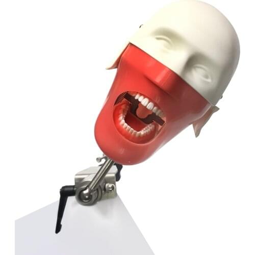 New Dental manikins and models Phantom Head for for teaching and learning in dental classes Dental Student model