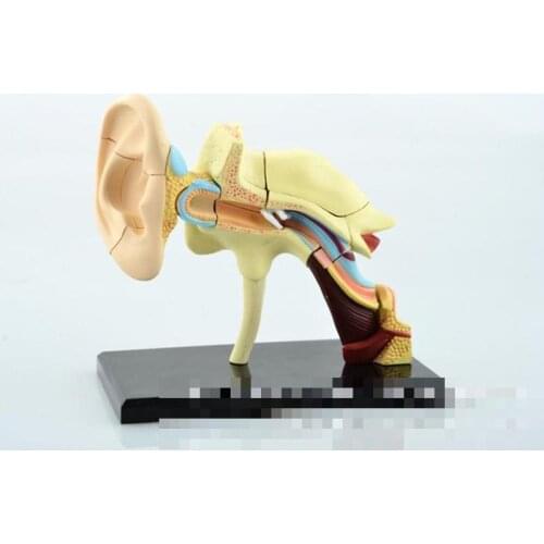 4D Ear model school biology teaching equipment Medicine anatomy model assembling toys