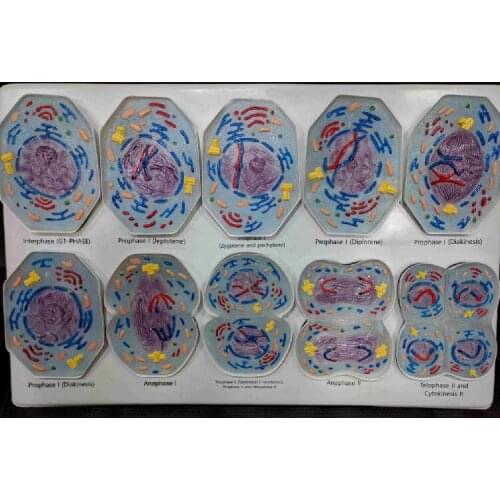 Cell meiosis model middle school student biology teaching cell indirect division biology genetics teaching instrument