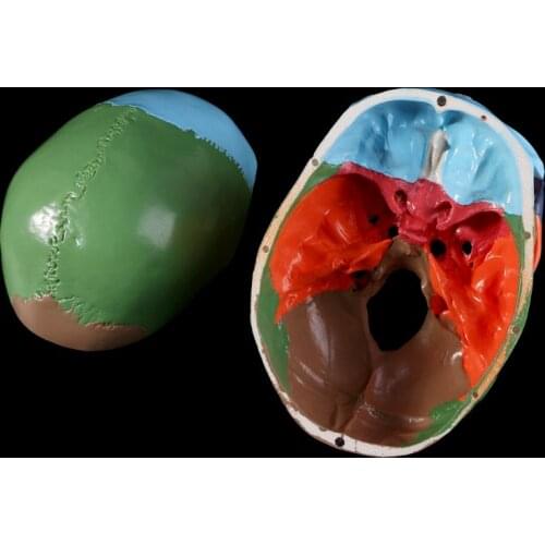 Life Size Colorful Human Skull Model Anatomical Anatomy Teaching Skeleton Head Studying Teaching Supplies 1XCE