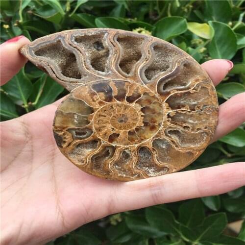 64g madagascar fossils iridescent ammonite natural stones and minerals specimen