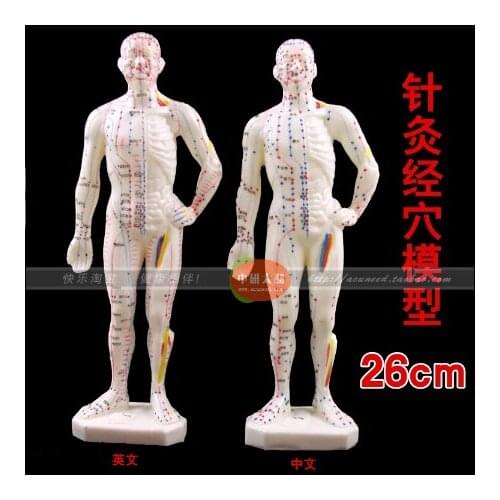 26CM human body acupuncture point model PVC human skull skeleton model for seal Anatomical Study Display Model