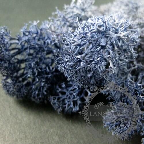 Real dark blue dry preserved dyed lichen moss for DIY glass dome filling 1503019