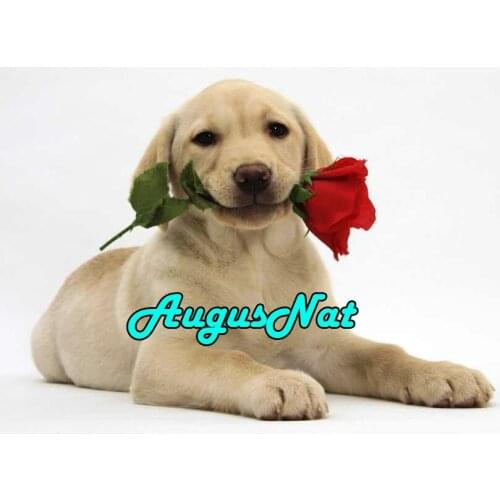Full round labrador diamond painting dog dimond embroidery red rose diamant dotz flower beads picture diamond mosaic animal gift
