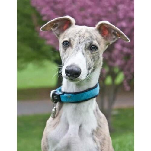 Full square round drill 5d diy Diamond Painting dog Diamond Embroidery cute puppy Cross Stitch Mosaic,art craft