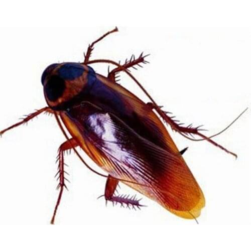 10 pcs Fake Cockroach Gag Gifts Great for Party Prank Funny Trick Joke Special Model Halloween Lifelike Creepy Fake Roaches