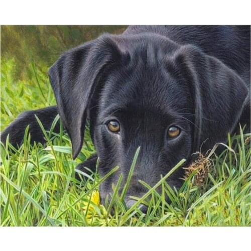 Black Labrador 5D Round Square Embroidery Diy Full Diamond Painting Sets Mosaic Puppy Dog Pictures Rhinestone ArtZP-1564