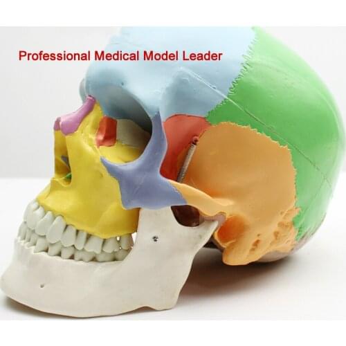 Medical human skull model 1:1 simulation skull oral and maxillofacial cosmetic micro-head model