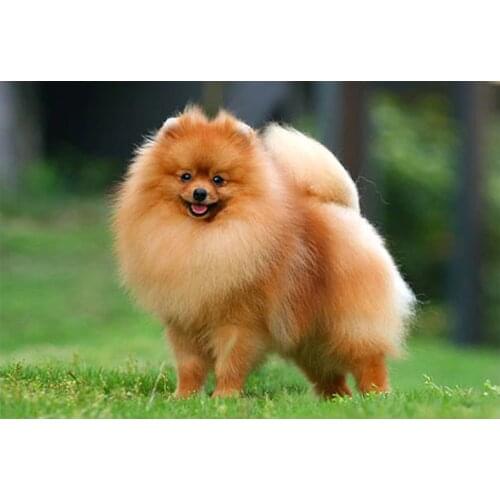 5d Diamond Painting completely icons Diamond Embroidery"cute pet dog"full square round drill Rhinestone Mosaic Pomeranian animal