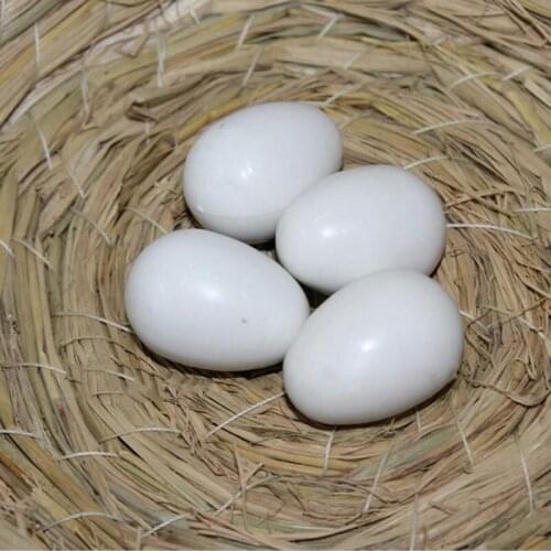 10Pcs White Solid Plastic Fake Pigeon Eggs Dummy Lifelike Fake Eggs For Hatching Supplies Training Tools