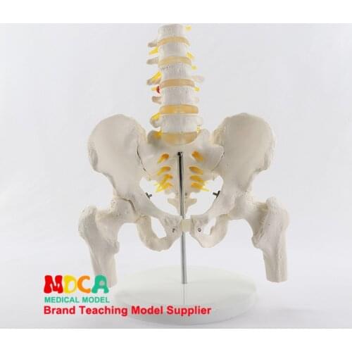 Simulated lumbar vertebrae pelvic belt five lumbar vertebrae with femur model spine spine medical pelvis medical teaching MGP007