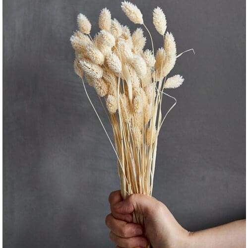 80pcs Dried Phalaris flower (preserved) White Pink Green-Yellow Dried flower Natural Plant Wedding decor home decor dried grass