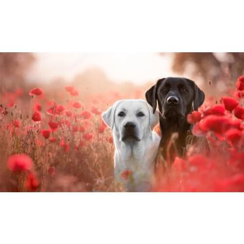 Full Square Drill 5D DIY White and black Great Dane dogs red poppies diamond painting Cross Stitch 3D Embroidery Kits H79