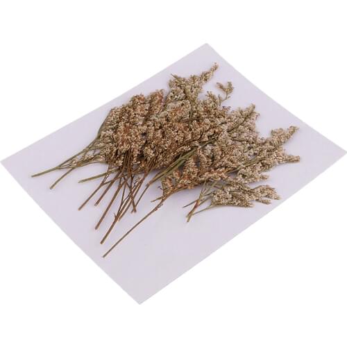 20x Pressed Dried Plants Flower For DIY Craft Scrapbooking 6-9cm Paper Craft