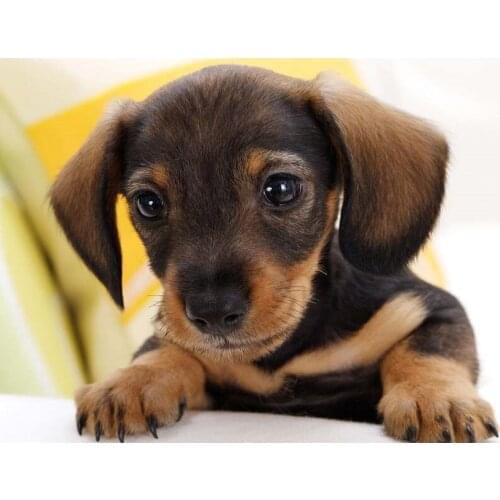 Full Diamond Painting animal dog baby Cross Stitch Wall Art Needlework Picture Of Rhinestones Gift Handmade Home Decoration