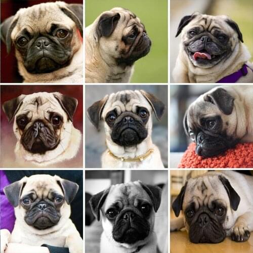 Full Drill Diamond Painting Pug Dog 5D Diy Diamond Embroidery Home Decor Cross Stitch Mosaic Kit Needlework Animal Pug Dog SF081