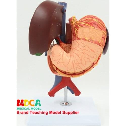 Human gastric liver, gallbladder, pancreas and duodenum model MCW004
