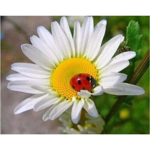 5D DIY Diamond Embroidery Flower White Daisy Full Round/Square Rhinestones Wall Decor Diamond Painting Spring Gifts