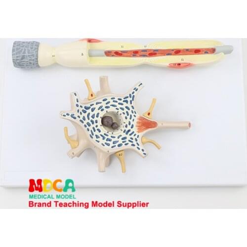 Neuron enlargement model cell body and nerve fiber structure enlargement model medical teaching MSJXT001