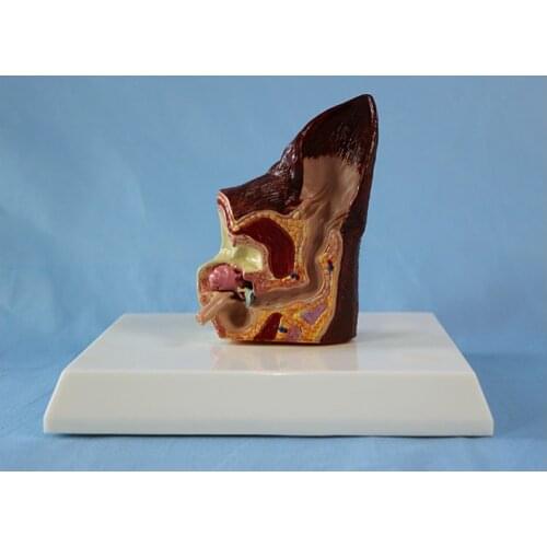 Dog Ear Anatomical Model Animal Veterinary Science Medical Teaching Aids Dog Ear Healthy Pathology Anatomical Model Canine Model