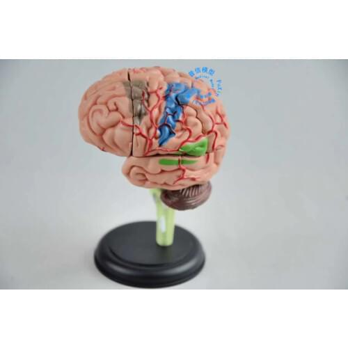 DongYun brand 4D brain Assembling model Medical skeleton teaching supplies
