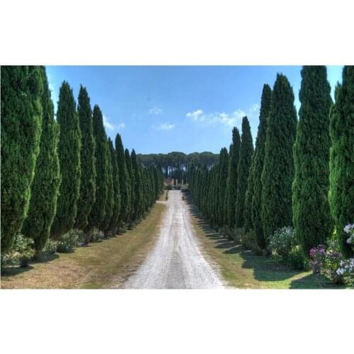 3d wallpaper custom photo Country forest path blue sky tv background home decor living room wallpaper for walls 3 d